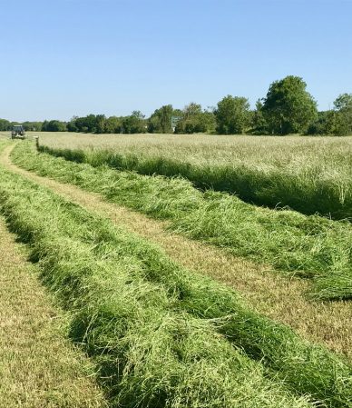 Why Farmers in Kent Are Turning to Regenerative Agriculture