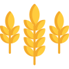 tff wheat