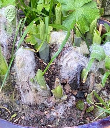 sheeps wool gardening slug repellent benefits of wool the friendly farmers uk delivery