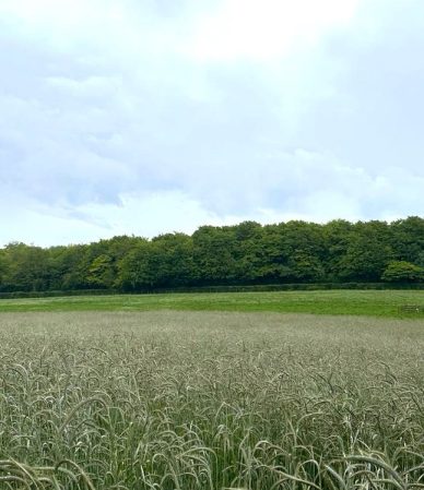 Why Our Hay is in Short Supply This Year